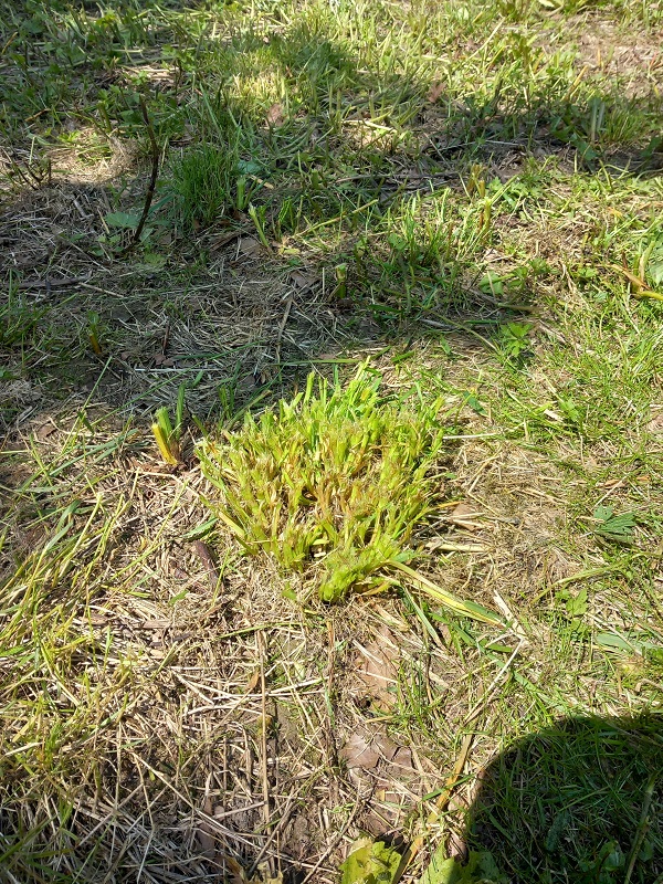 Prairie.jpg